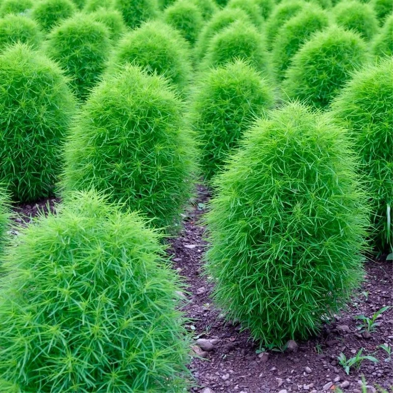 Kochia Fire Bush Seeds for Planting- Vibrant Red Foliage for Stunning Garden Displays