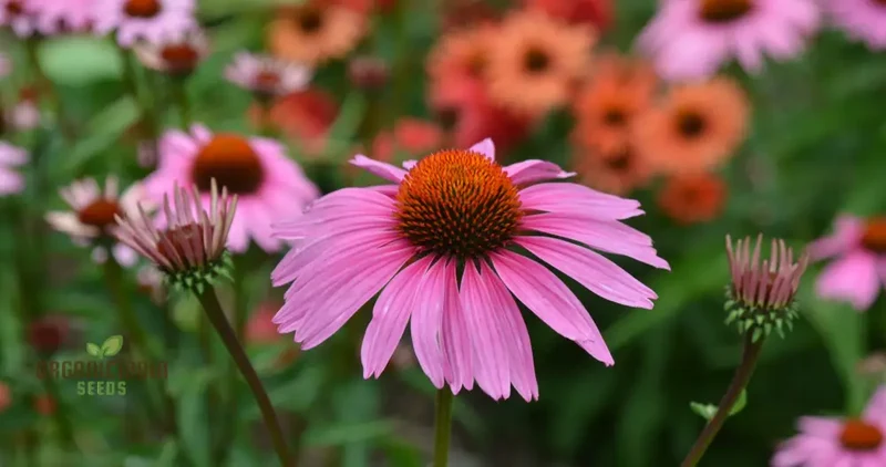 Mesembryanthemum Sunshine Mix Seeds for Vibrant Gardening: Perfect for Creating a Colorful and Drought-Resistant Garden
