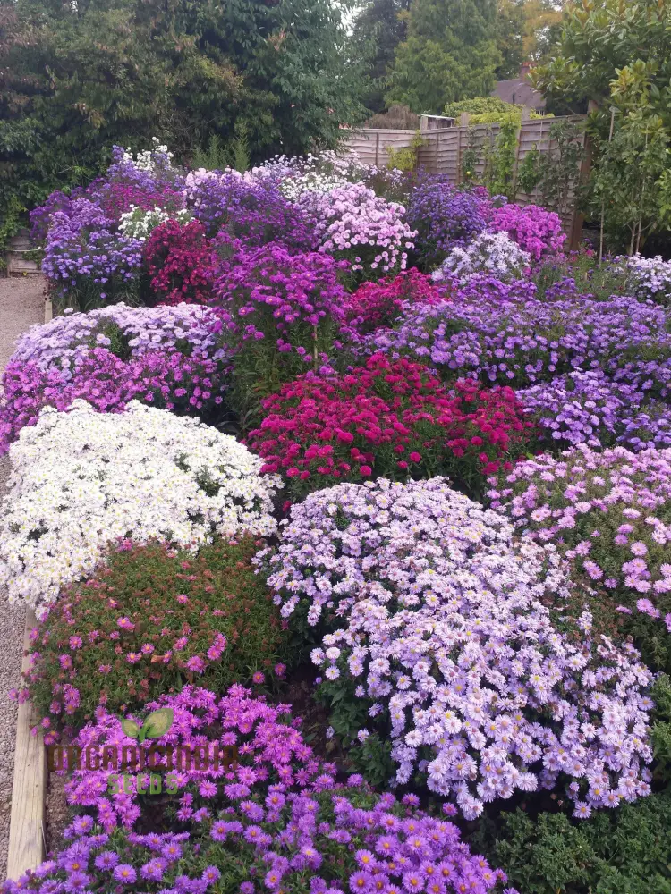 Mesembryanthemum Sunshine Mix Seeds for Vibrant Gardening: Perfect for Creating a Colorful and Drought-Resistant Garden