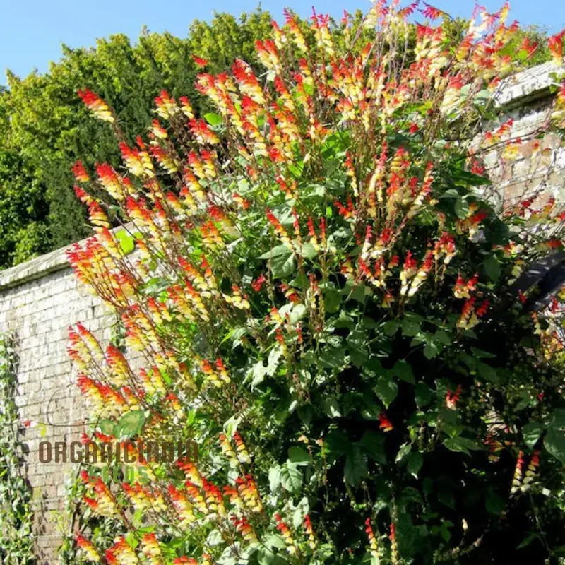 Mina Lobata Flower Seeds, Planting Tips and Gardening Insights for a Stunning Garden Display