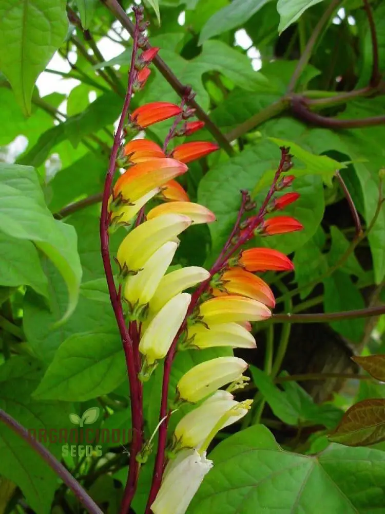 Mina Lobata Flower Seeds, Planting Tips and Gardening Insights for a Stunning Garden Display
