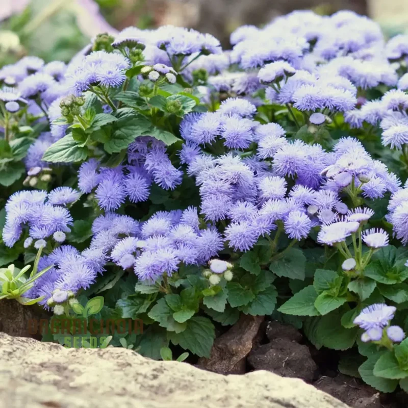 Ageratum Blue Ball Seeds: Enhance Your Outdoor Space with Vibrant Blooms and Easy-to-Care-for Plants!