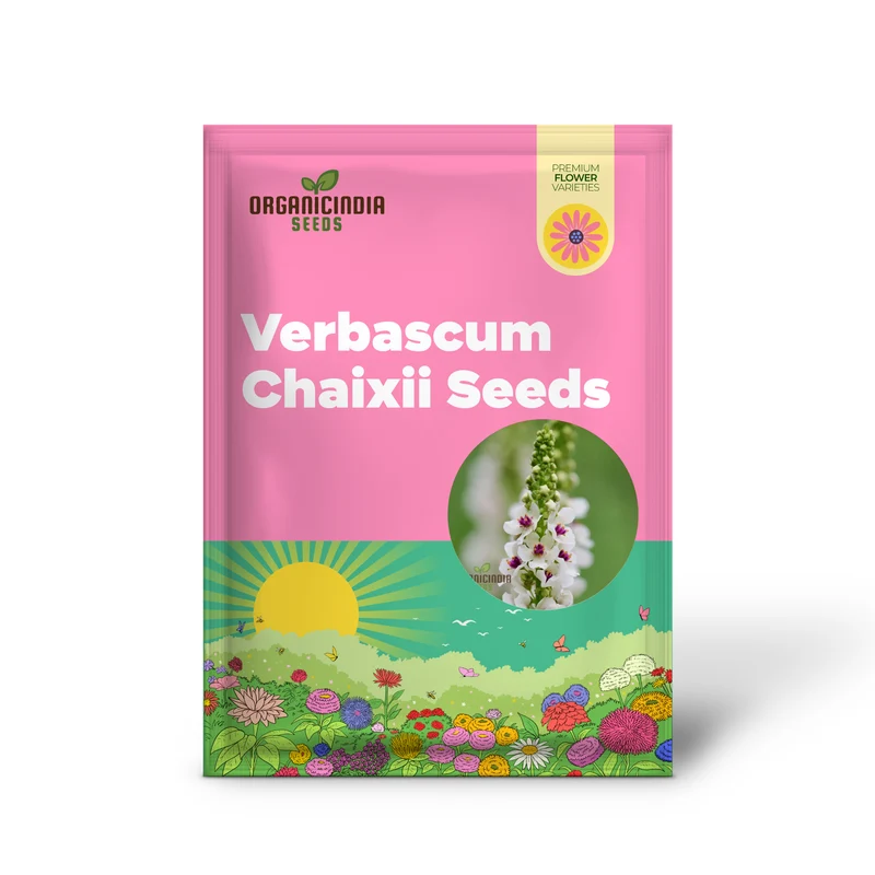 Verbascum Chaixii Album Seeds Planting : Elegant Perennial for Your Garden Sanctuary