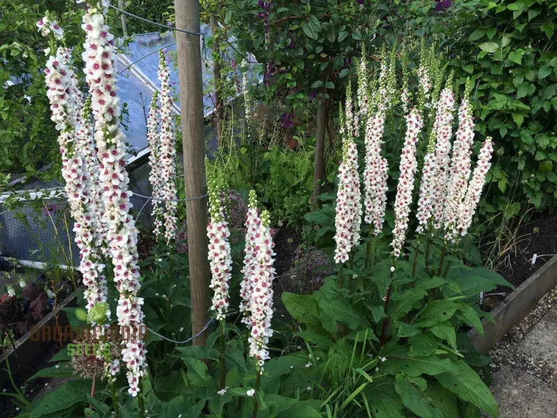 Verbascum Chaixii Album Seeds Planting : Elegant Perennial for Your Garden Sanctuary