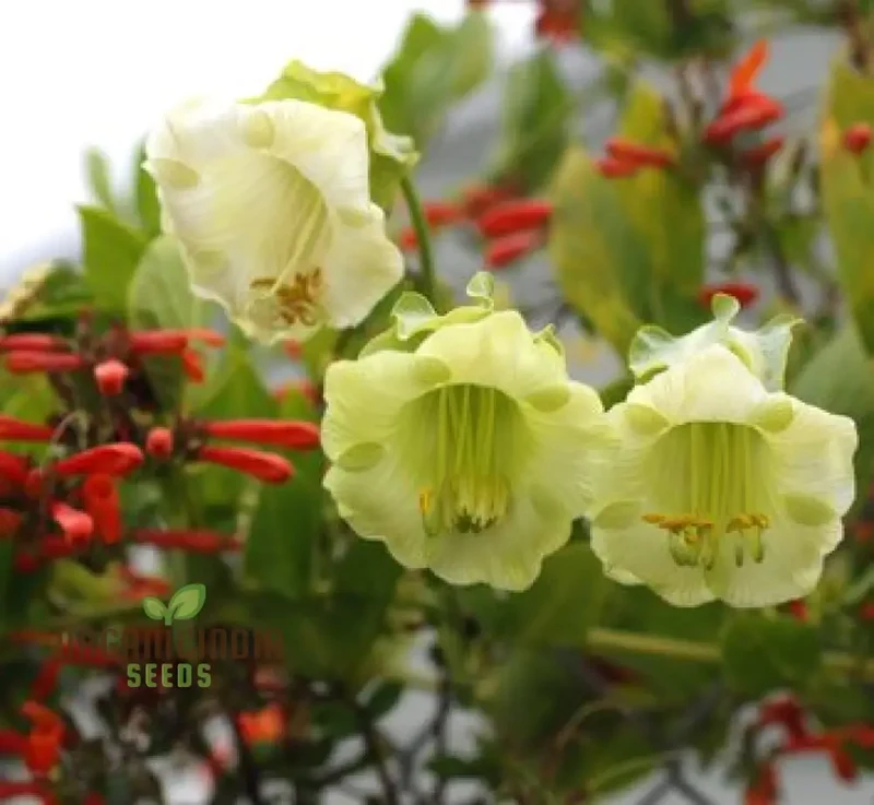Cobaea Scandens Alba Flower Seeds Grace and Elegance in Your Garden with Expert Planting and Gardening
