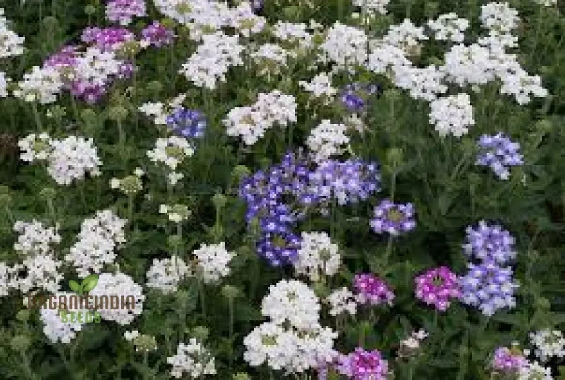 Verbena Scentsation Flower Seeds For Planting: Captivating Garden Aromas for Enthusiastic Plant Lovers