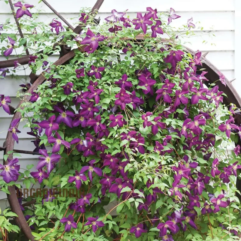 Exquisite Purple Clematis Creeper Single Flower Seeds for Planting - Perfect for Garden Aficionados