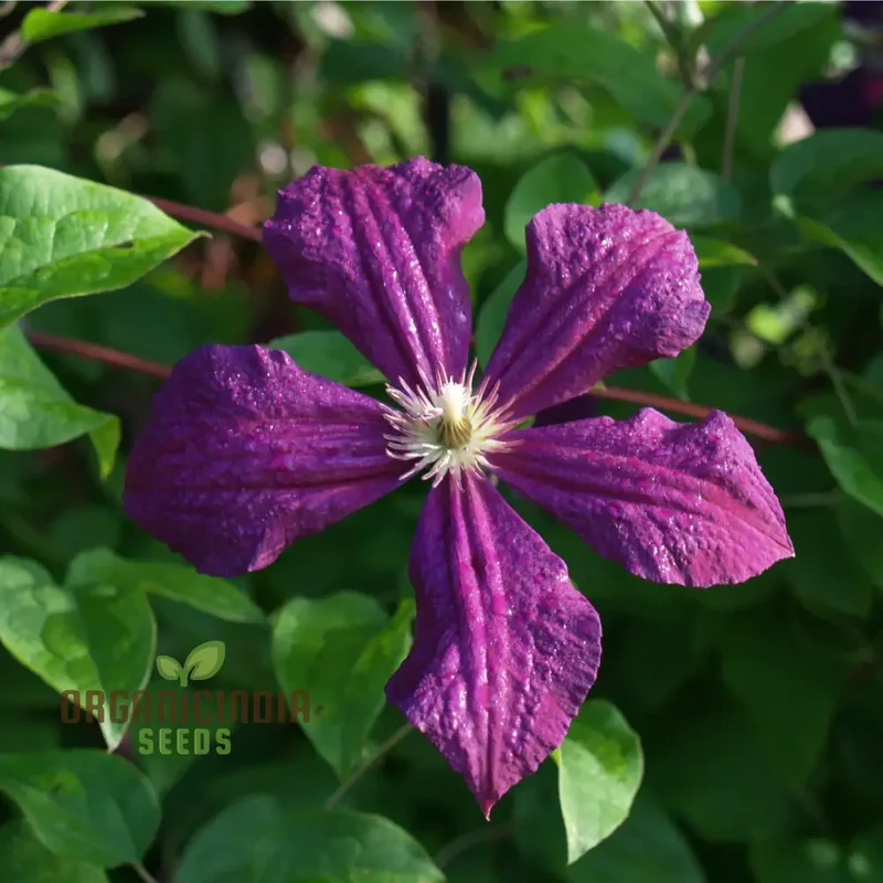 Exquisite Purple Clematis Creeper Single Flower Seeds for Planting - Perfect for Garden Aficionados