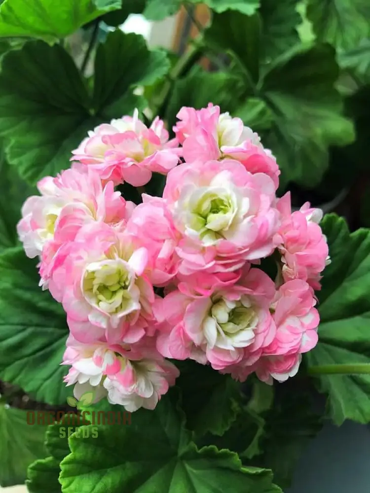 Geranium Seeds (Premium Geranium Flower Seeds) - Vibrant Hardy Blooms for Gardening