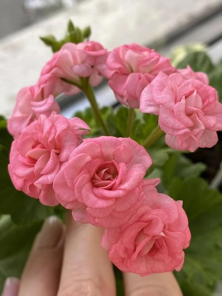 Geranium Seeds (Premium Geranium Flower Seeds) - Vibrant Hardy Blooms for Gardening