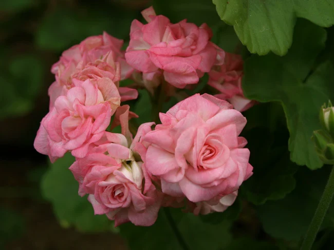 Geranium Seeds (Premium Geranium Flower Seeds) - Vibrant Hardy Blooms for Gardening