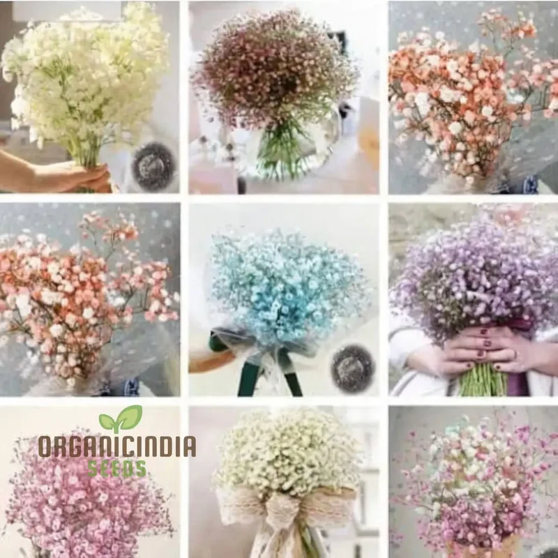 Mixed Baby's Breath Imported Flower Seeds , Elevate Your Gardening with an Abundance of Graceful, Ethereal Blooms!