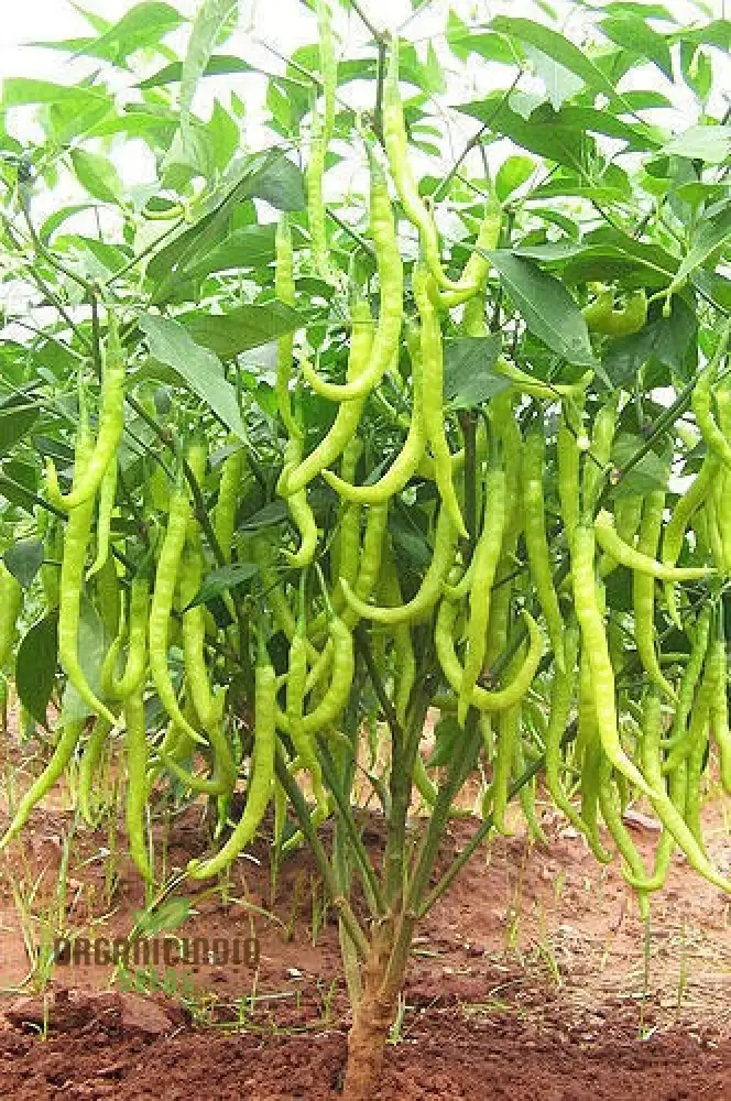 Chilli Vegetable Seeds, for Thriving Gardens - Perfect for Home Gardeners and Outdoor Planting - High-Yield, Non-GMO, Organic Seeds for Spicy Peppers All Season Long Seeds For Planting
