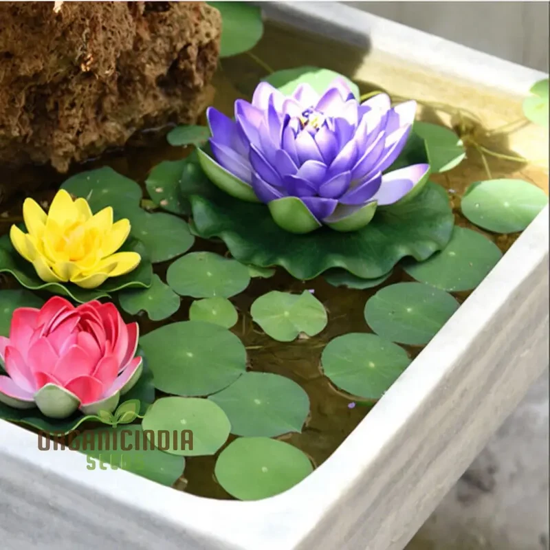 Water Lily Flower Seeds, Exotic Blooms, Easy to Grow, Perfect for Ponds and Water Gardens
