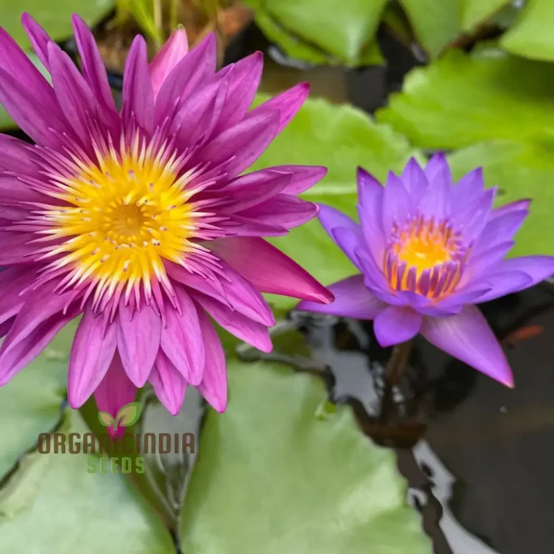 Water Lily Flower Seeds, Exotic Blooms, Easy to Grow, Perfect for Ponds and Water Gardens