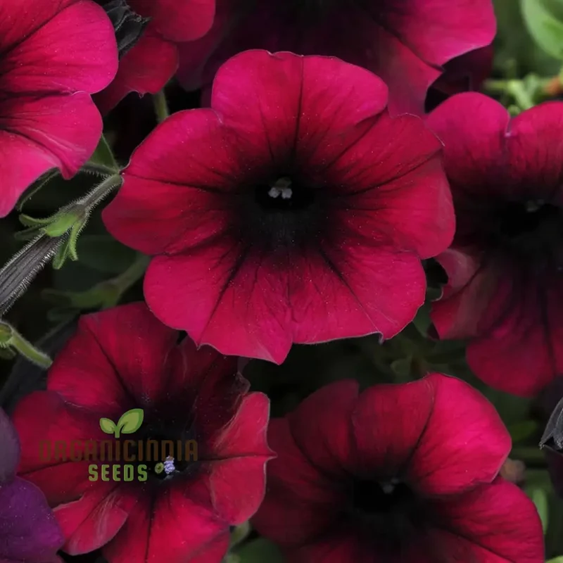 Burgundy Petunia Flower Seeds - Richly Colored Blooms for Sophisticated Garden Elegance