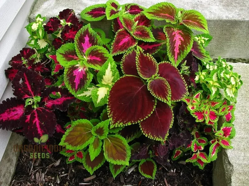 Vibrant Coleus Flower Seeds for Home Gardening | Easy to Grow, Colorful Foliage for Stunning Landscaping | Premium Quality, Non-GMO Seeds for Beginner & Expert Gardeners