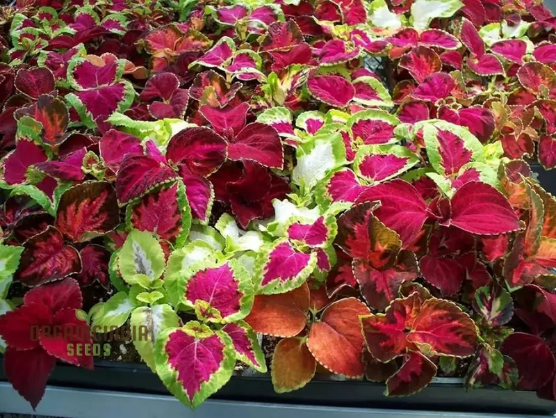 Vibrant Coleus Flower Seeds for Home Gardening | Easy to Grow, Colorful Foliage for Stunning Landscaping | Premium Quality, Non-GMO Seeds for Beginner & Expert Gardeners