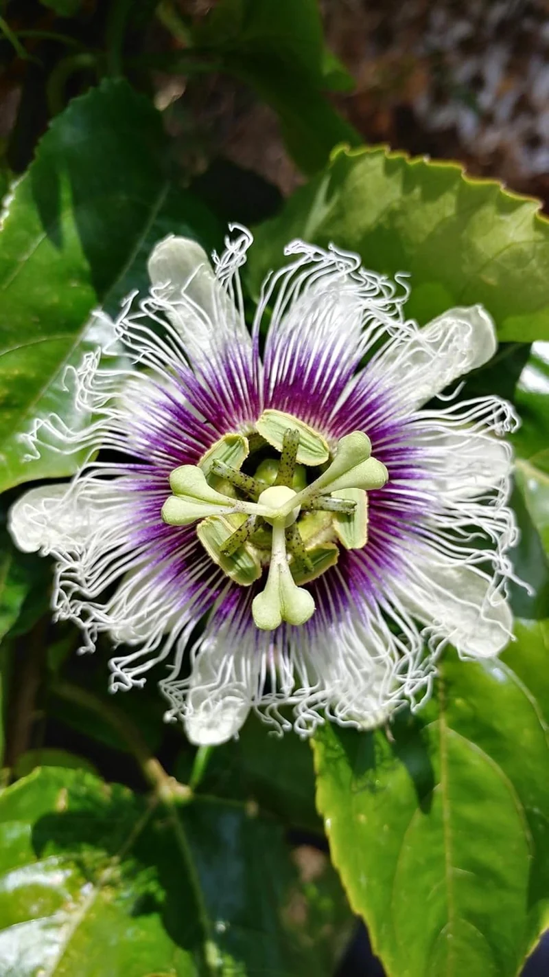 Passion Flower Seeds – Fast Growing Exotic Garden Variety