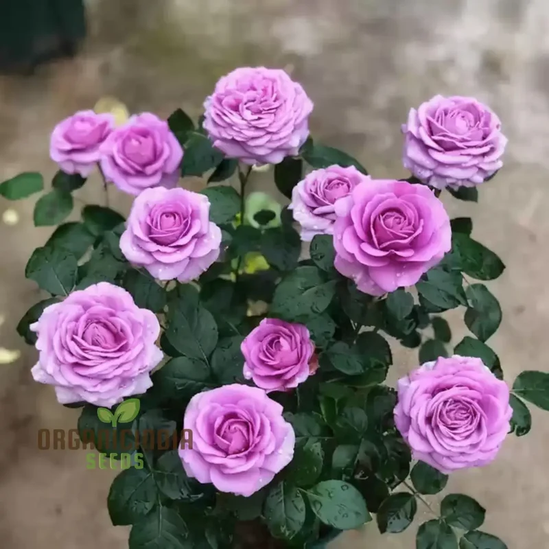 Imported Climbing Rose Flower Seeds - Luxurious Blooms for Elegant Garden Trellises