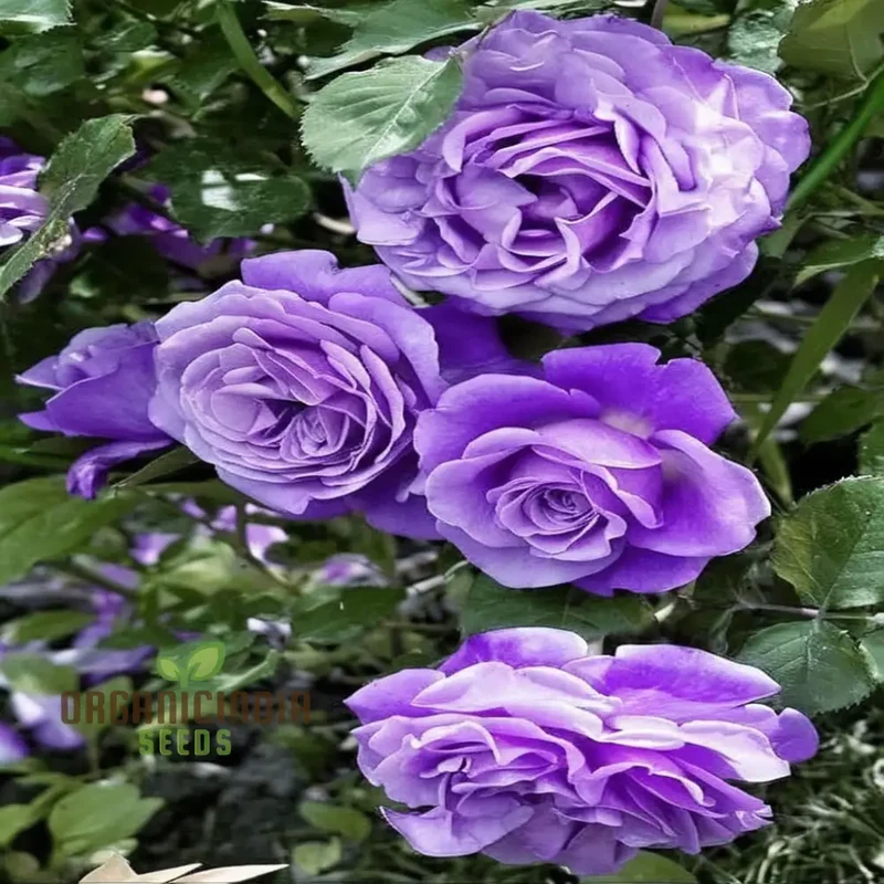 Imported Climbing Rose Flower Seeds - Luxurious Blooms for Elegant Garden Trellises