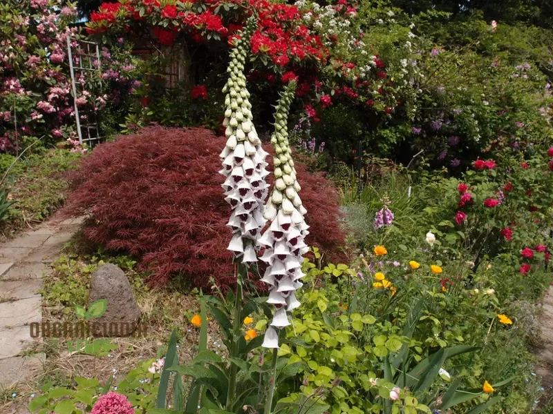 Foxglove 'Pam's Choice' Flower Seeds For Planting - Elegant Perennial for Your Garden | Shop Gardening Favor