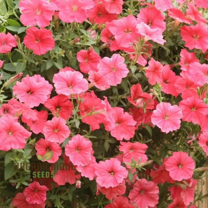 Petunia Hybrida Salmon Shades Velvet F1 Seeds - Grow Stunning Salmon Shades Velvet Petunias in Your Garden