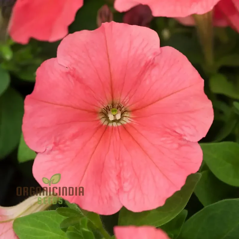 Petunia Hybrida Salmon Shades Velvet F1 Seeds - Grow Stunning Salmon Shades Velvet Petunias in Your Garden