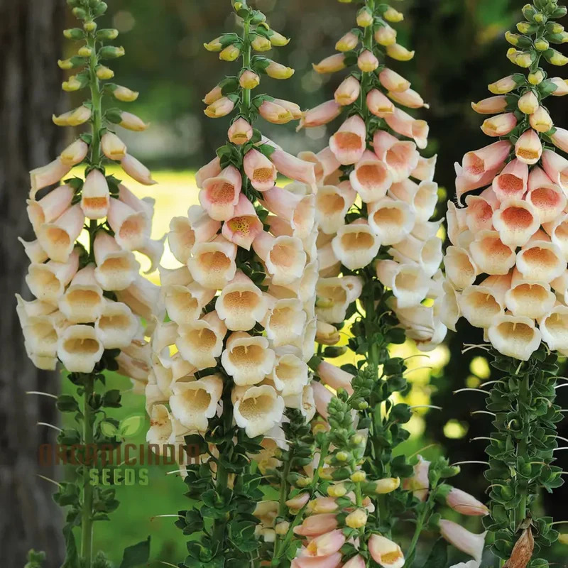 Apricot Foxglove Flower Seeds – Digitalis Purpurea Biennial Variety for Garden Borders