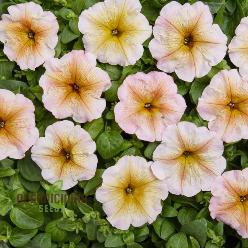 Petunia Hybrida Multiflora Ingrid F1 Seeds - Grow Ingrid F1 Multiflora Petunias for a Burst of Color in Your Garden