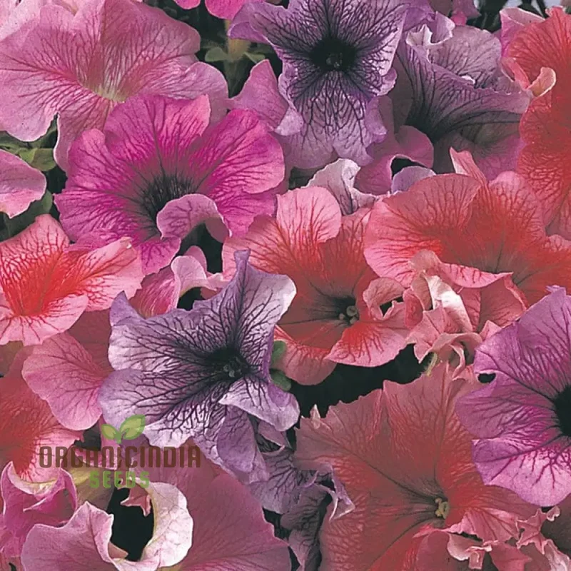Petunia Daddy Mixed F1 Seeds - Grow Vibrant and Stunning Mixed Petunias with Daddy Mixed F1 Variety in Your Garden
