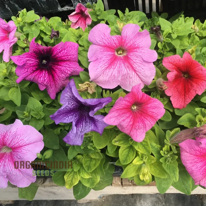 Petunia Daddy Mixed F1 Seeds - Grow Vibrant and Stunning Mixed Petunias with Daddy Mixed F1 Variety in Your Garden
