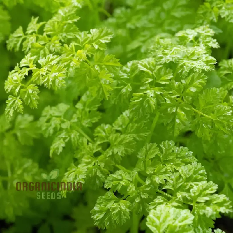 Curled Chervil Seeds for Planting – Heirloom, Fragrant & Easy-Grow Culinary Herb