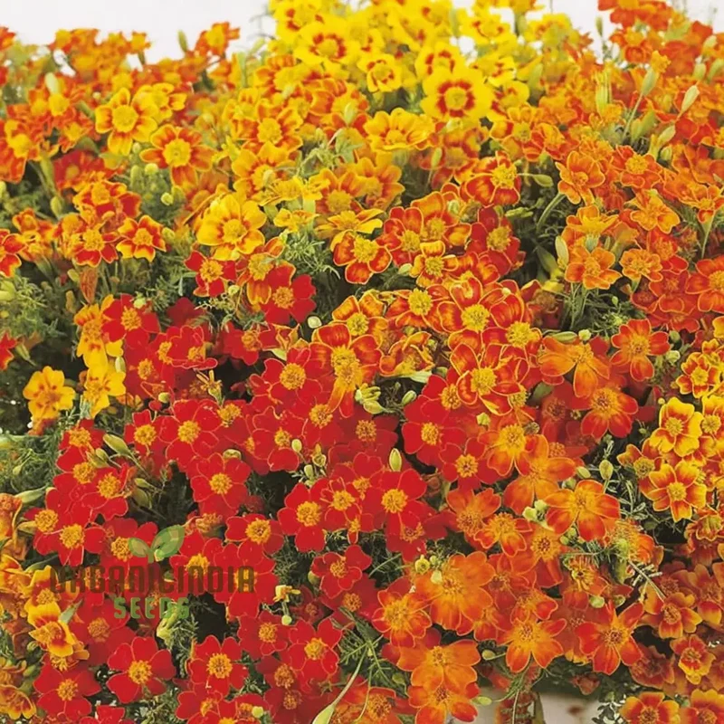 Tagetes Starfire Mixed Seeds , Elevate Your Gardening Experience with a Dazzling Array of Colors and Blooms!