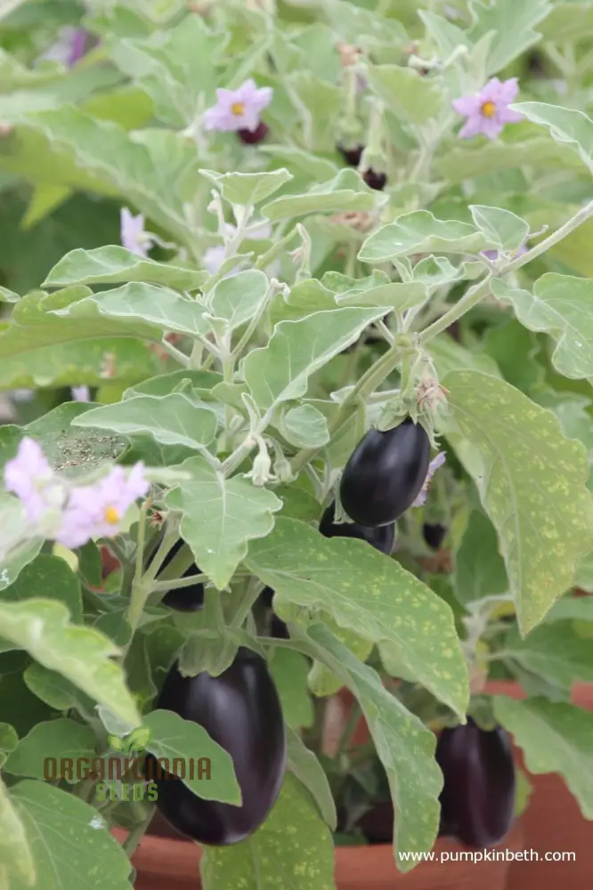 Organic Aubergine Meatball Seeds: Premium Cultivated Seeds for Gardening Enthusiasts
