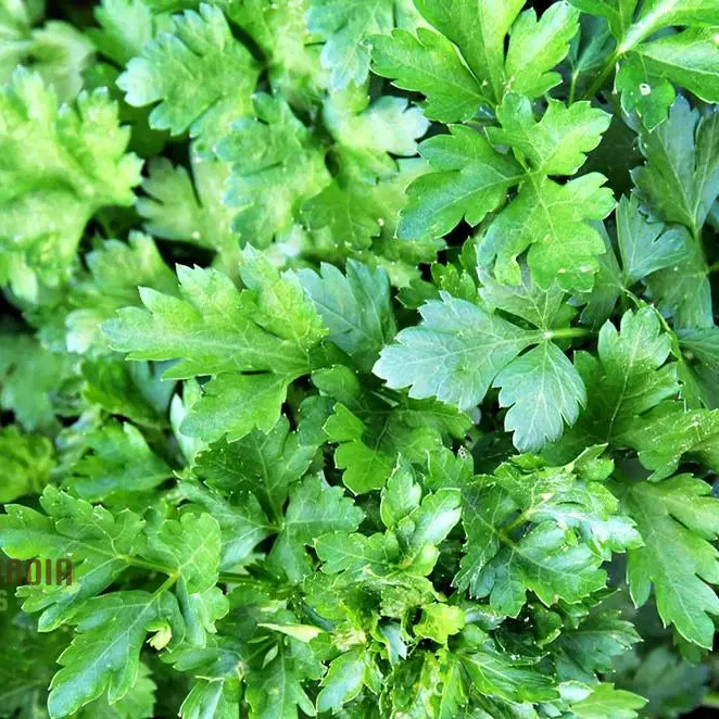 Italian Giant Parsley Vegetable Seeds, Premium Quality Vegetable Seeds for Home Gardening, Easy to Growing Planting