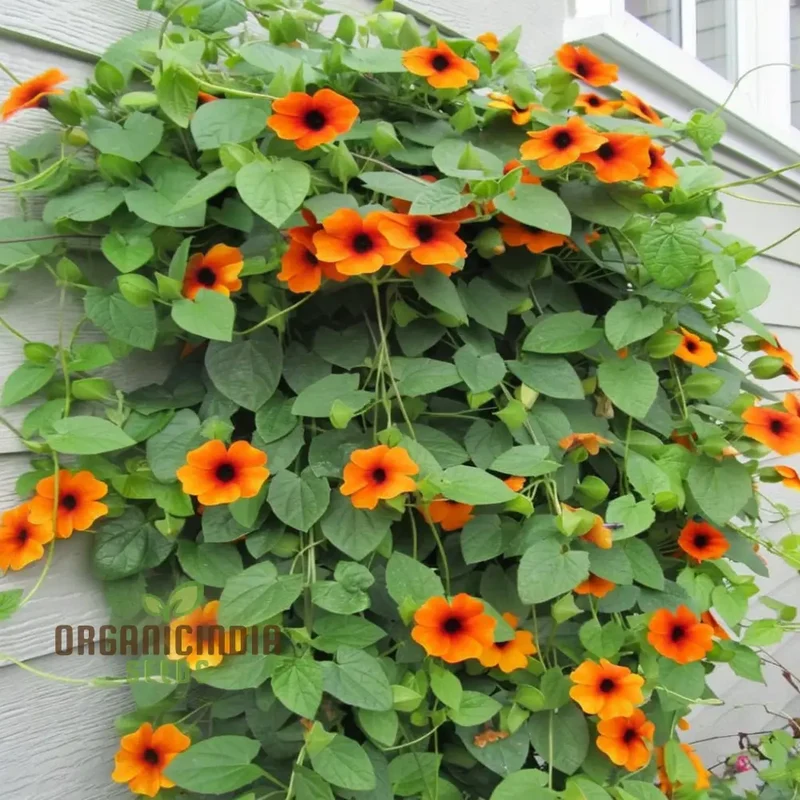 THUNBERGIA ORANGE BLACK EYE SEEDS , Elevate Your Gardening Experience with Unique Blooms and Stunning Colors!