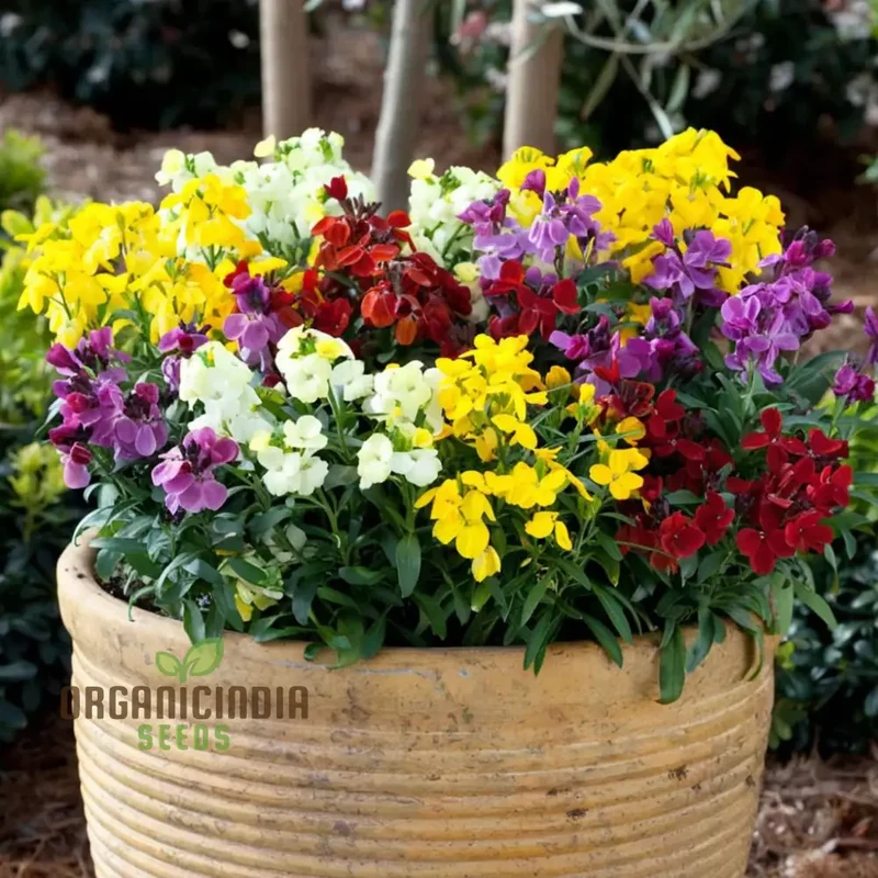 Wallflower Sugar Rush Mix Flower Seeds for Planting