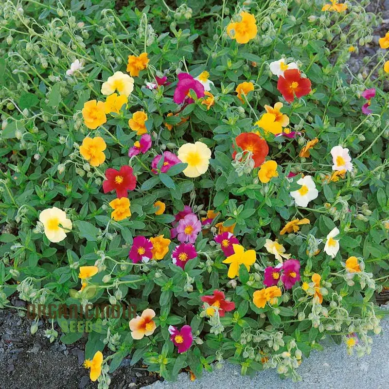 Crown Mixed Helianthemum Seeds, Vibrant Flower Seeds for Your Garden, Premium Gardening Seeds Collection