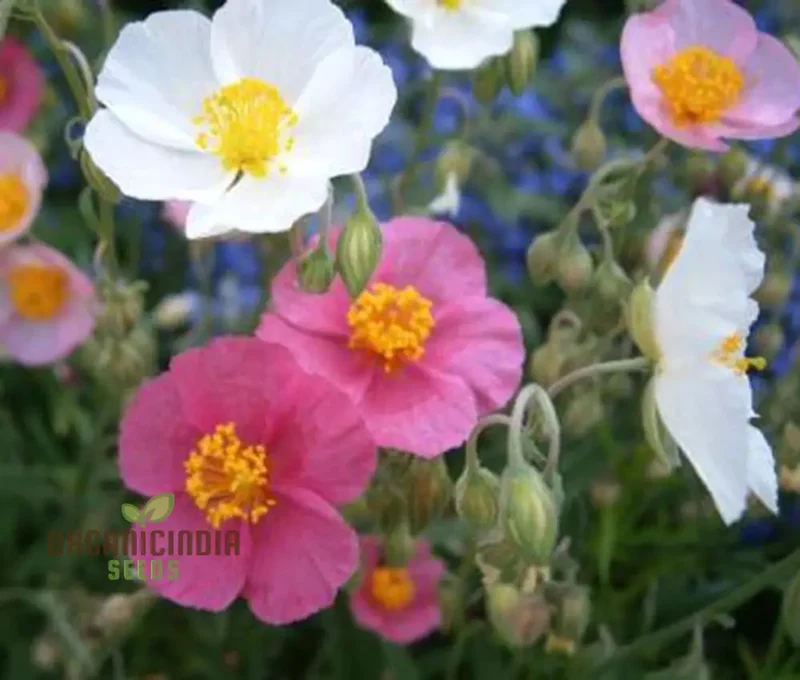 Crown Mixed Helianthemum Seeds, Vibrant Flower Seeds for Your Garden, Premium Gardening Seeds Collection