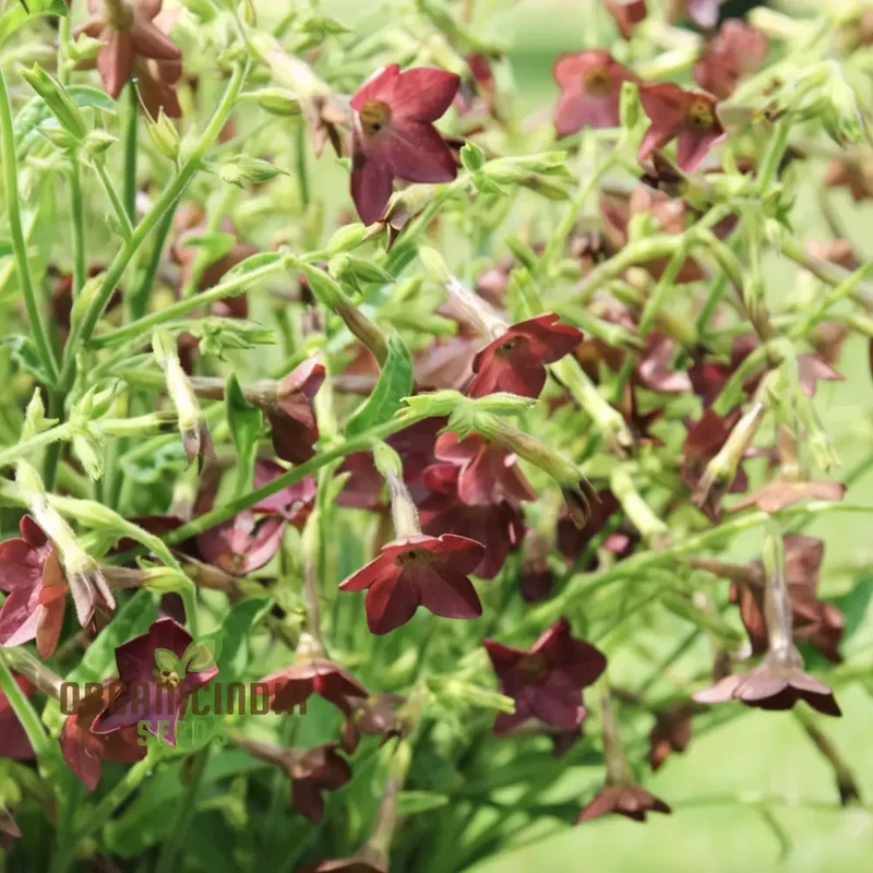 Nicotiana Langsdorfii Bronze Queen Flower Seeds - Grow Stunning and Unique Bronze-Colored Flowers in Your Garden