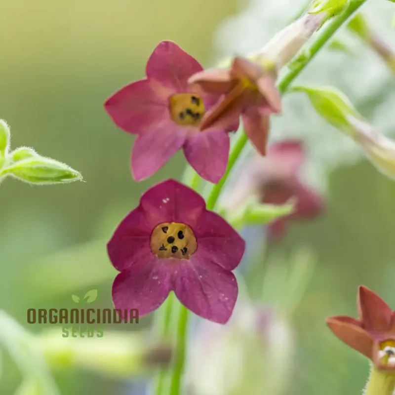Nicotiana Langsdorfii Bronze Queen Flower Seeds - Grow Stunning and Unique Bronze-Colored Flowers in Your Garden