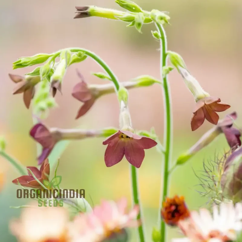Nicotiana Langsdorfii Bronze Queen Flower Seeds - Grow Stunning and Unique Bronze-Colored Flowers in Your Garden