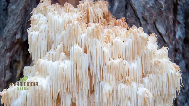 Lion's Mane Mushroom Seeds Grow Kit,, Cultivate Exotic Edible Fungi at Home with All-in-One Vegetable Seed Package