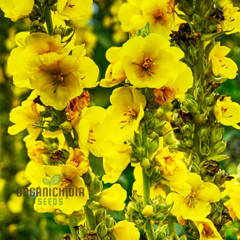 Great Mullein Flower Seeds For Planting: The Ultimate Guide to Growing and Caring for this Majestic Biennial Herb in Your Garden
