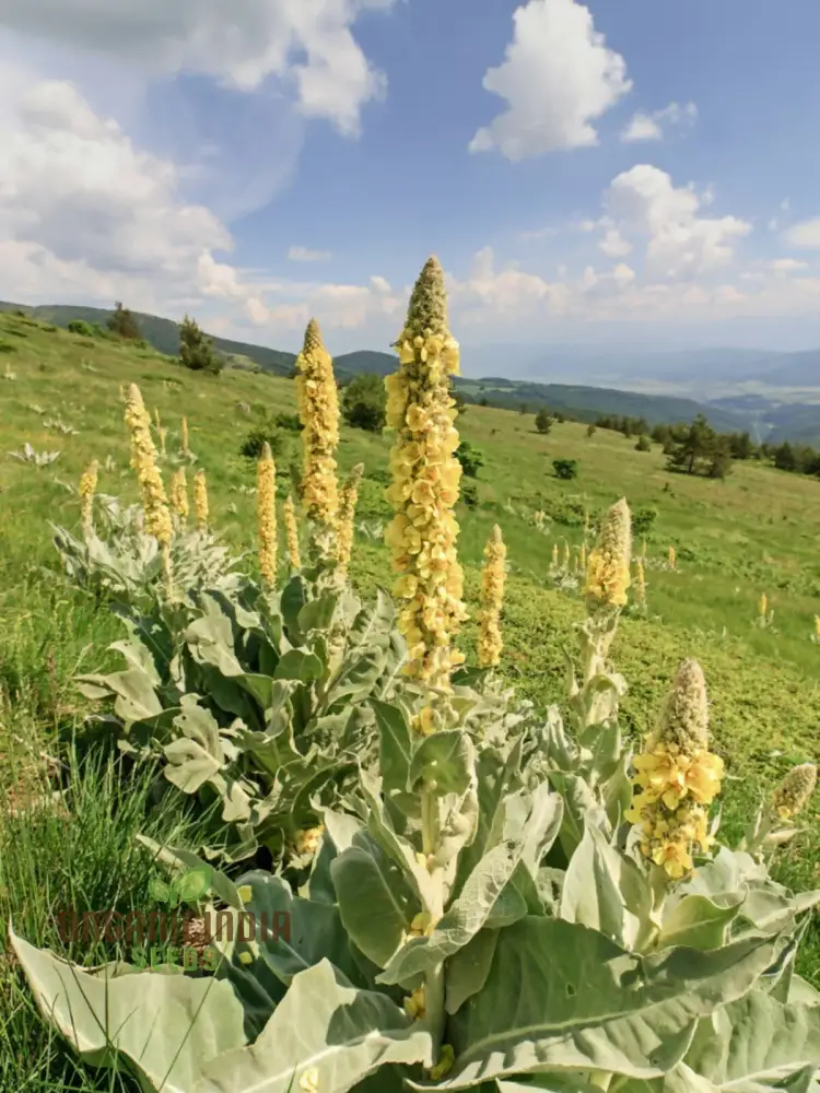 Great Mullein Flower Seeds For Planting: The Ultimate Guide to Growing and Caring for this Majestic Biennial Herb in Your Garden
