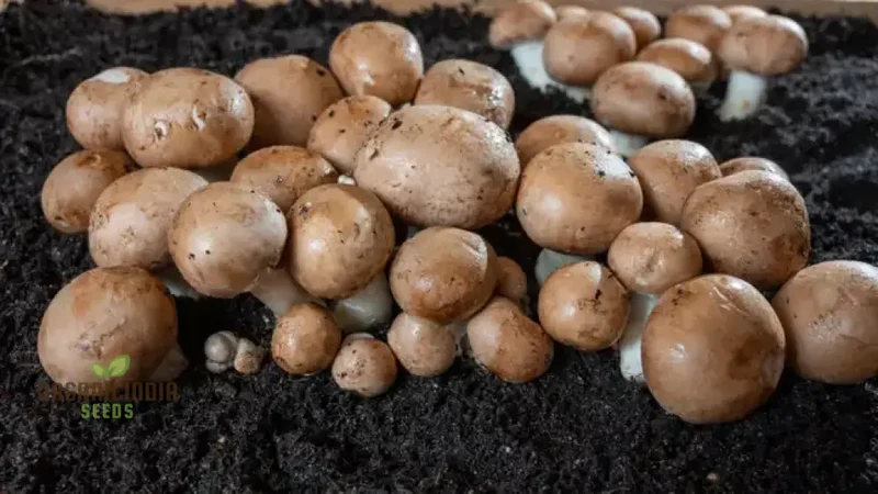 Brown Button Mushroom with Vegetable Seeds for Natural Beauty Grow Your Own