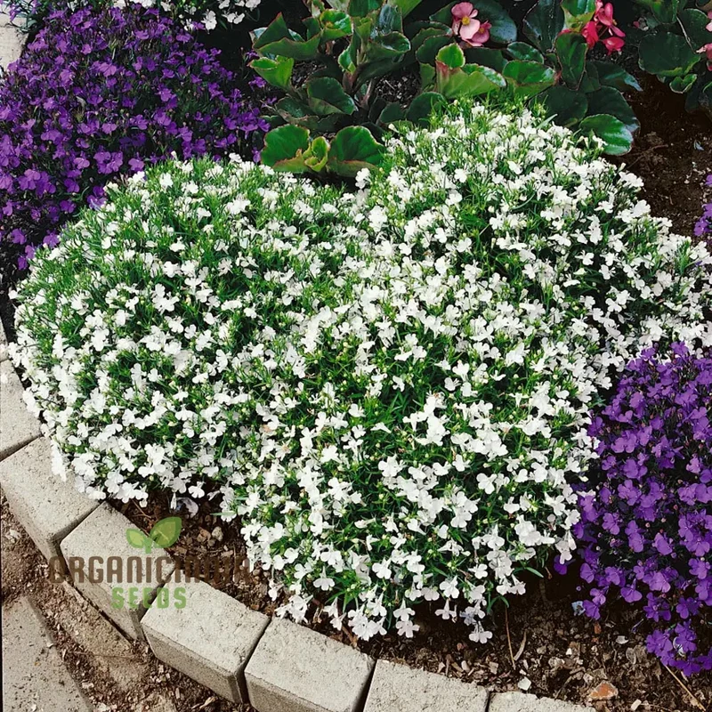 Cornflower 'Lobelia White Lady' Seeds for Exceptional Gardening â€“ Cultivated with Care for a Stunning Garden Display