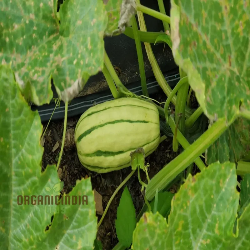 "Winter Squash Delicata Vegetable Seeds, Heirloom Sweet Flavor Ideal for Baking and Roasting