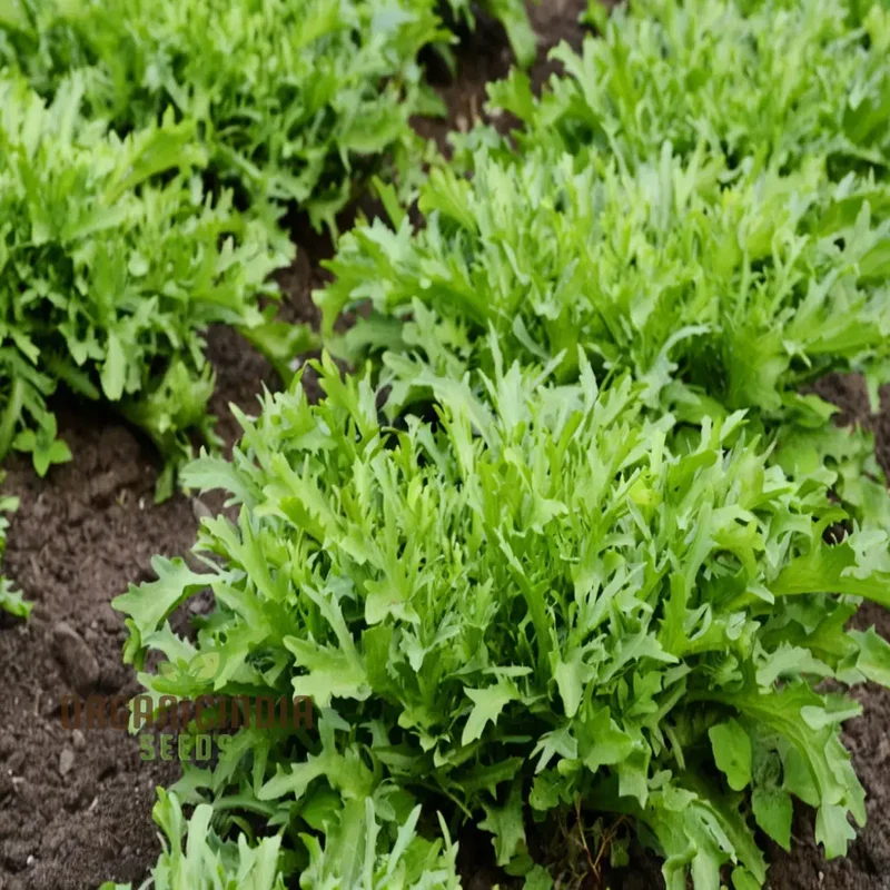 Endive White Vegetable Seeds for Successful Planting and Gardening